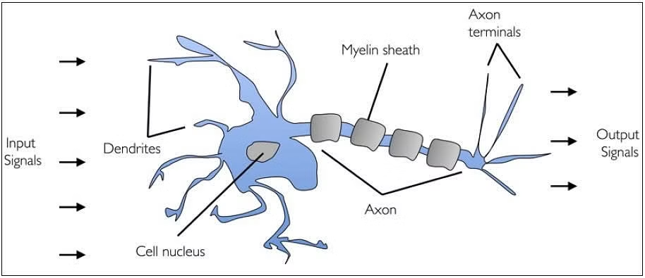 Biological-Neuron